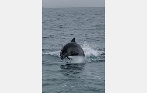 Festival de dauphins !